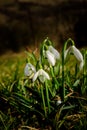 First snowdrops Royalty Free Stock Photo