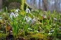 First snowdrops in the forest in spring. Young snowdrops blooming in spring in the forest Royalty Free Stock Photo