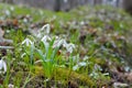 First snowdrops in the forest in spring. Young snowdrops blooming in spring in the forest Royalty Free Stock Photo