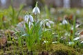 First snowdrops in the forest in spring. Young snowdrops blooming in spring in the forest Royalty Free Stock Photo