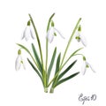 The first snowdrops Galanthus