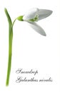 The first snowdrops Galanthus isolated on white background close up.