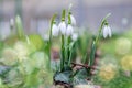 First snowdrops