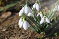 The first snowdrops in the garden in sunlight and beautiful blurred bokeh. Royalty Free Stock Photo