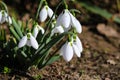 The first snowdrops in the garden in sunlight and beautiful blurred bokeh. Royalty Free Stock Photo