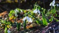 The first snowdrops in the garden in sunlight and beautiful blurred bokeh. Royalty Free Stock Photo