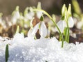 First snowdrops in the snow
