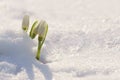 First snowdrops in snow Royalty Free Stock Photo