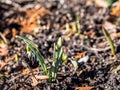 First snowdrops in spring garden Royalty Free Stock Photo