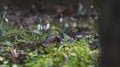 First snowdrops spring flowers in garden. selective focus Royalty Free Stock Photo
