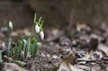 First snowdrops spring flowers in garden. selective focus Royalty Free Stock Photo