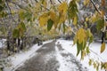 First snowfall in autumn city park. View to blur alley with frozen leaves on foreground. Copy space. Royalty Free Stock Photo