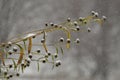 First snowfall covering weeds. Royalty Free Stock Photo