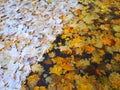 The first snowfall in the fall in the city. Yellow maple leaves showered on the ground and covered with snow. Horizontal photo Royalty Free Stock Photo