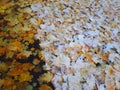 The first snowfall in the fall in the city. Yellow maple leaves showered on the ground and covered with snow. Horizontal photo Royalty Free Stock Photo