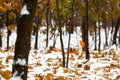 First snowfall in urban park in autumn day. Royalty Free Stock Photo