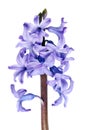 The first spring April garden blue hyacinth flower