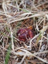 The first spring April mushroom Gyromitra esculenta