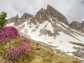 The first spring beautiful flowering Sextener Dolomiten