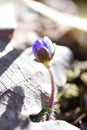 The first spring beautiful wildflowers sprout through the soil in the forest Royalty Free Stock Photo