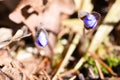 The first spring beautiful wildflowers sprout through the soil in the forest Royalty Free Stock Photo