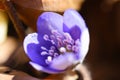 The first spring beautiful wildflowers sprout through the soil in the forest Royalty Free Stock Photo