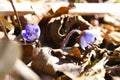 The first spring beautiful wildflowers sprout through the soil in the forest Royalty Free Stock Photo