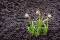 The first spring bellflowers