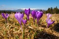 The first spring blooming flowers in the meadow after the snow melted Royalty Free Stock Photo