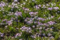 First spring blooming flowers. Violet crocus field. Floral carpet