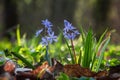 The first spring blue flowers bloom in the forest. Scilla Bifolia Royalty Free Stock Photo