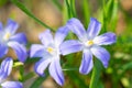 The first spring blue flowers bloomed i Royalty Free Stock Photo