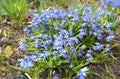 The first spring blue flowers Blooming Blue scilla Royalty Free Stock Photo