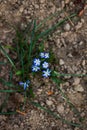 First spring blue flowers on the ground Royalty Free Stock Photo