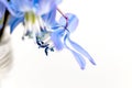The first spring blue flowers on a light background Royalty Free Stock Photo