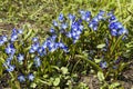 First spring blue flowers in the meadow Royalty Free Stock Photo