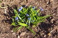 The first spring blue flowers of Scilla siberica scilla. Step-by-step observation of flower growth. Step 3. Botany. Selective Royalty Free Stock Photo