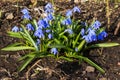 The first spring blue flowers of Scilla siberica scilla. Step-by-step observation of the growth of flowers. Step 4. Botany. Royalty Free Stock Photo