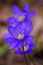 First spring blue flowers Royalty Free Stock Photo