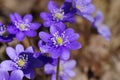 First spring blue flowers Royalty Free Stock Photo