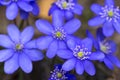 First spring blue flowers Royalty Free Stock Photo