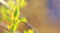 First spring buds on branch, close-up. Branch and tree leaves for blurred background. Green leaves on chestnut tree branch in Royalty Free Stock Photo