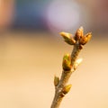 First spring buds on lilac bush with color bokeh effect Royalty Free Stock Photo