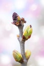 First spring buds on lilac bush Royalty Free Stock Photo