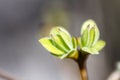 First spring buds on lilac bush Royalty Free Stock Photo