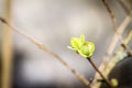 First spring buds on lilac bush Royalty Free Stock Photo