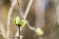 First spring buds on lilac bush Royalty Free Stock Photo