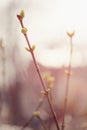 First spring buds on lilac bush Royalty Free Stock Photo