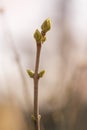 First spring buds on lilac bush Royalty Free Stock Photo