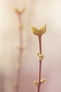 First spring buds on lilac bush Royalty Free Stock Photo